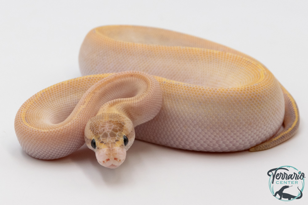 Python Royal - Python regius Ivory
