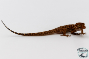 Heteronotia binoei - Gecko épineux