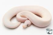 Python royal - Python regius Ivory Super Pastel