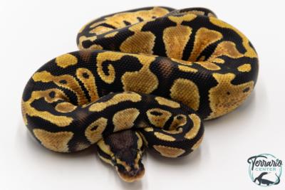 Python royal - Python regius Pastel