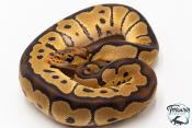 Python royal - Python regius Clown