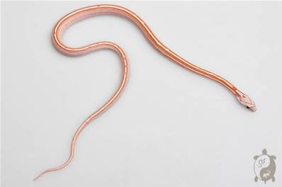 Serpent des blés - Pantherophis guttatus Tessera Ultramel Ligne