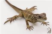 Hydrosaurus Amboinensis - Hydrosaure d'Amboine