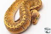 Python royal - Python regius Lemon Blast