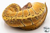Python royal - Python regius Lemon Blast