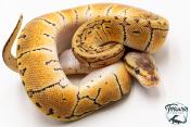 Python royal - Python regius Lemon Blast