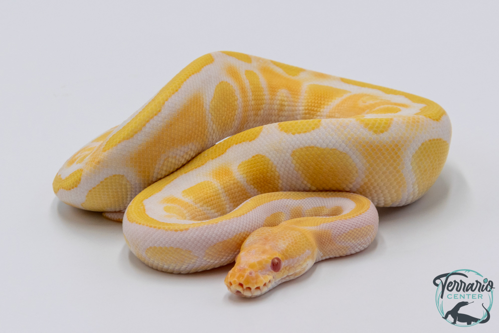 Python royal - Python regius Albinos Mahogany