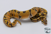 Python royal - Python regius Enchi Hypo 