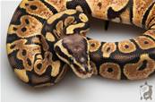 Python royal - Python regius Pastel Scaleless Head