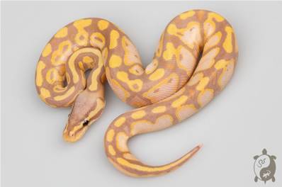 Python royal - Python regius Banana Pastel Yellow Belly