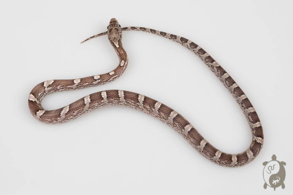 Serpent des blés - Pantherophis guttatus pewter