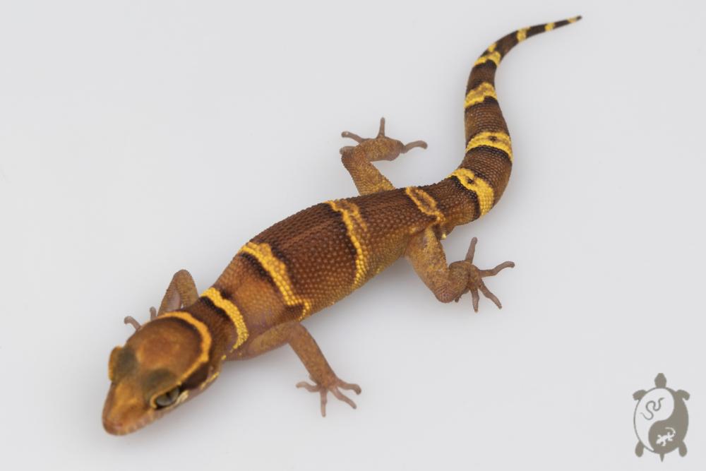 Geckoella deccanensis - Gecko Indien de Gunther 01