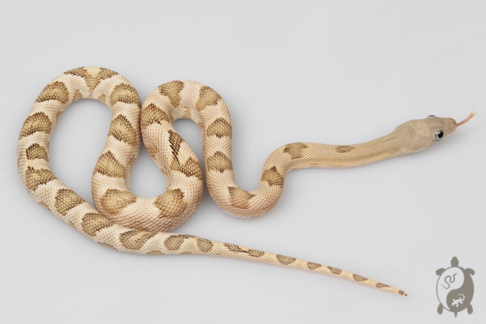 Bogertophis subocularis Blonde - Serpent ratier du Trans-Pecos - Mâle &#9794;