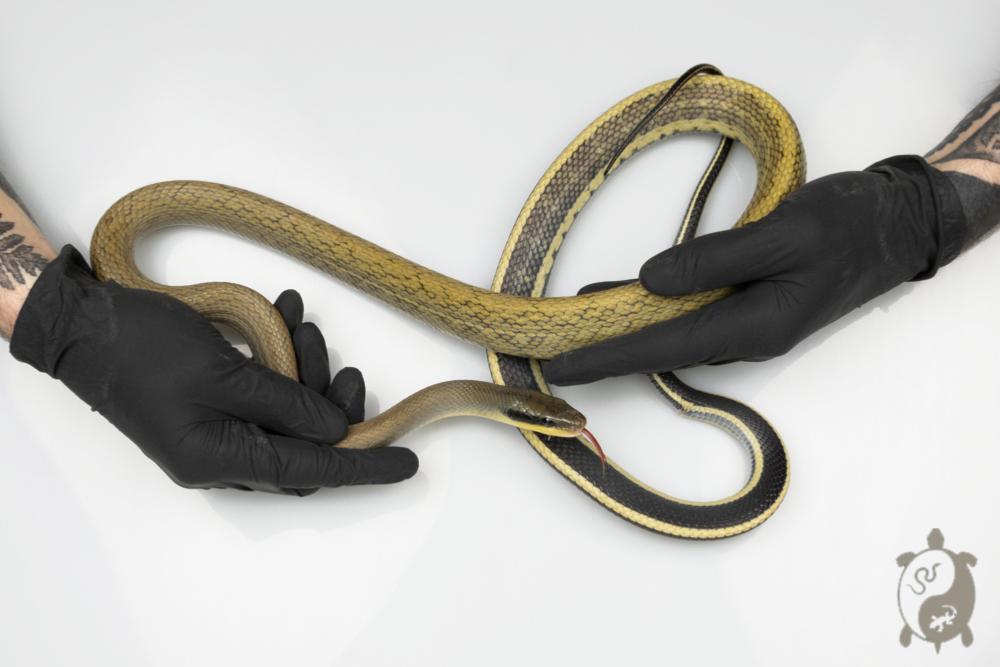 Orthriophis taeniurus Grabowskyi - Serpent-Ratier de Grabowskyi - Mâle - 25022850084868
