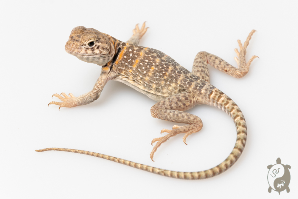 Crotaphytus collaris collaris Wichita Mountains - Lézard à collier 