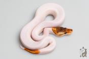 Python royal - Python regius Banana Black Pastel Piebald
