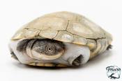 Pelomedusa subrufa – Péloméduse roussâtre - 02
