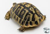 Tortue d'Hermann - Testudo hermanni boettgeri Femelle 15-17cm