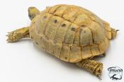 Tortue d'Hermann - Testudo hermanni boettgeri Yellow 18-20cm