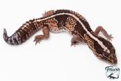 Hemitheconyx caudicinctus - Gecko à queue grasse - Femelle &#9792; A7