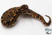 Python royal - Python regius Yellow Belly
