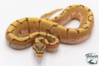 Python royal - Python regius Stinger Bee Hypo