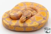 Python royal - Python regius Banana