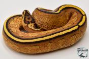 Python royal - Python regius Super Stripe