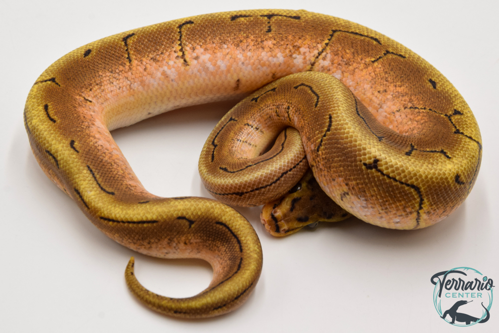 Python Royal - Python regius Spinner