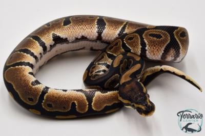 Python royal - Python regius Classique het pied