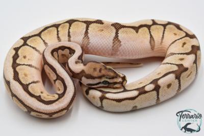 Python regius Butter Bee