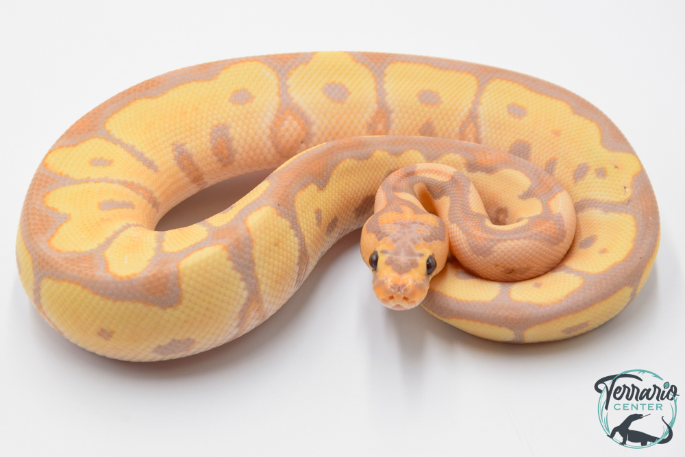 Python royal - Python regius Banana Clown