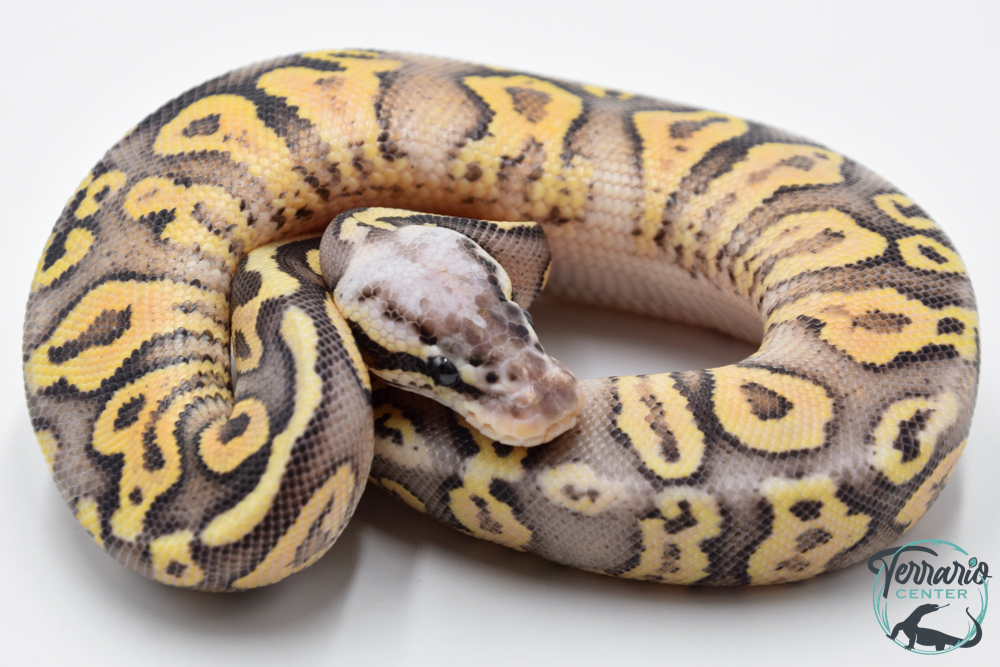Python royal - Python regius Super Pastel Yellow Belly