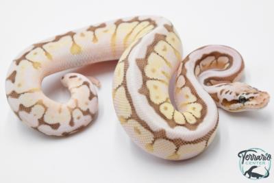 Python regius Queen Bee