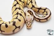Python royal - Python regius Bumblebee Yellow Belly