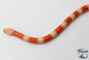 Lampropeltis triangulum hondurensis -  Faux-corail du Honduras - Albinos