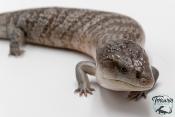 Tiliqua scincoides chimaerea - Scinque à langue bleue