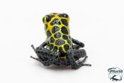 Ranitomeya imitator "Tarapoto" - Dendrobate imitateur