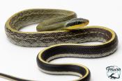 Orthriophis taeniurus Grabowskyi - Serpent-Ratier de Grabowskyi 