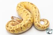 Python royal - Python regius Super Enchi Pastave Yellow Belly