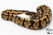 Python royal - Python regius Enchi