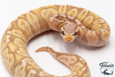 Python royal - Python regius Banana Pastel GHI 
