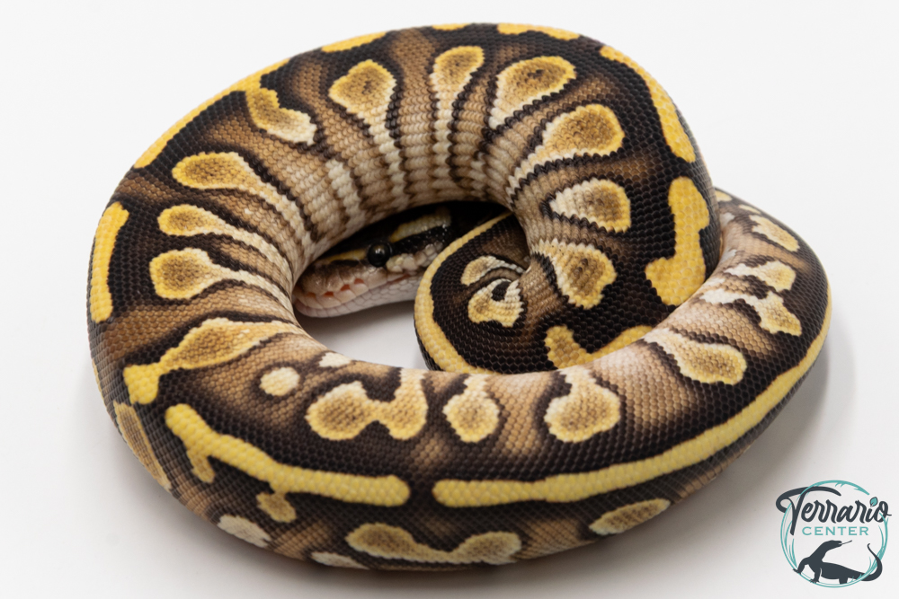 Python royal - Python regius Butter Yellow Belly