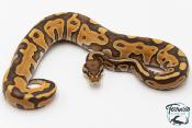 Python royal - Python regius Leopard Enchi Hypo 