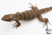 Ctenosaura pectinata - Iguane à queue épineuse de l'Ouest - Piebald