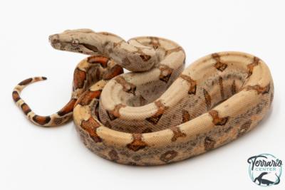 Boa constricteur - Boa imperator Amber