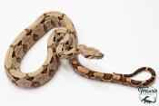 Boa constricteur - Boa imperator Amber