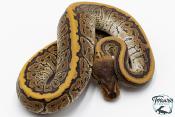 Python royal - Python regius Phantom Pinstripe