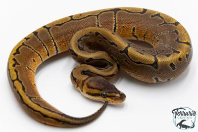 Python royal - Python regius Pinstripe