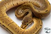 Python royal - Python regius Leopard Pinstripe